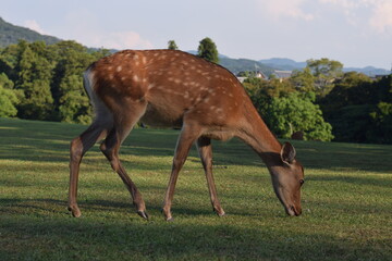 鹿さん