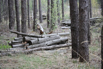 Logs from the trunks of fallen trees on dry grass in the forest