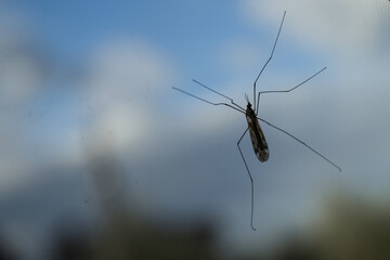 big mosquito on the glass