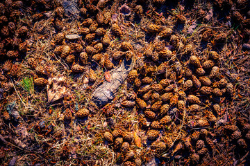 The pine cones lie on the ground in the forest. Close up view from above