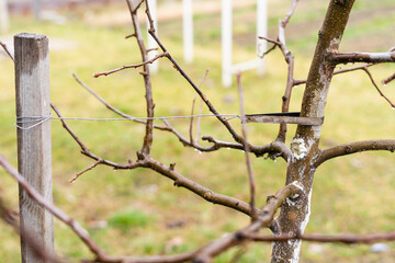 A young tree is tied with a leather strip and wire in a wooden peg