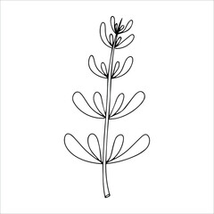 Simple doodle of a plant. Leaf from a tree. Vector illustration isolated on white background. hand-drawn.