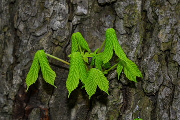 Detailed view of the growing leaves of chestnut on tree trunk