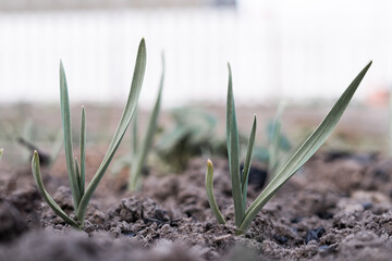 Loss of garlic yield due to frost. Gray withered sprouts of young garlic