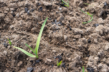 Sprouts of green garlic make their way into the ground in spring