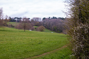 Fototapeta na wymiar Meadow in a park, Bristol, UK