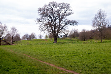 Obraz premium Meadow in a park, Bristol, UK