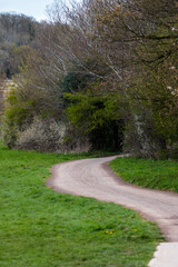 A path into the woods