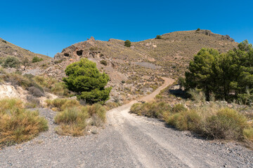 forest track among a pine forest