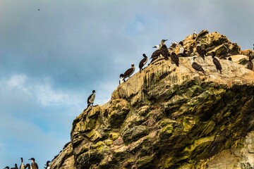 Seagulls on a rock. Cloudy background.