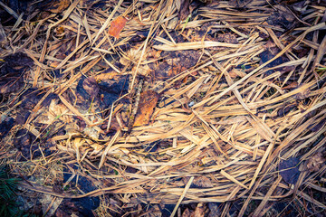 Wilted grass with fallen leaves. Close up view from above