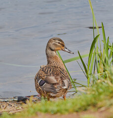 Female mallard on the lake bankside.