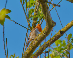 Robin perched on a branch.