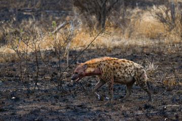 A blood-stained spotted hyena on a charred plain during sunrise after a night of hunting and scavenging, Kruger National Park, South Africa - obrazy, fototapety, plakaty
