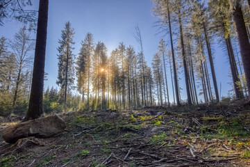 Row of frozen firs with a winter sun, in the Simonswald, in the Black Forest, Southwest Germany