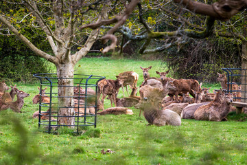 Red deer in a park