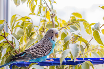 Wavy blue parrot. A beautiful parrot sits near the window. Pet. Melopsittacus undulatus. © Stasiuk