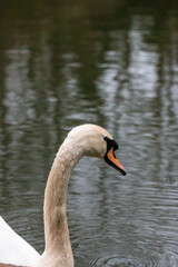 Fototapeta premium Swan on a lake in a park