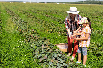 Beautiful young caucasian mother with her daughter pick strawberries in the field