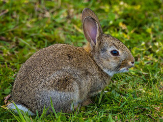 Cute rabbit closeup close up on green grass