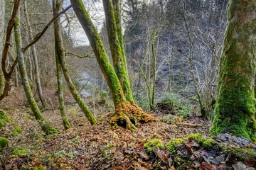 Mushrooms on trees, in the Wutach Gorge, in the Black Forest, Southwest Germany