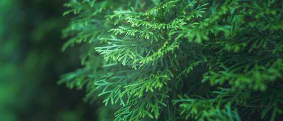 Fototapeta na wymiar cypress branch abstract texture