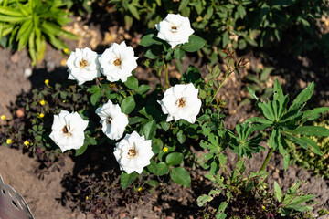 White forest flowers on a background of green grass. Garden with flowers.