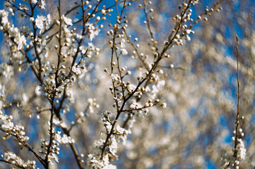 spring flowers on the tree