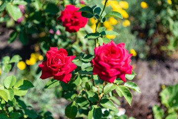 Red rose flowers on a background of green grass. Garden with flowers
