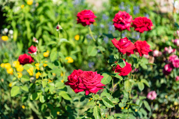 Fototapeta premium Red rose flowers on a background of green grass. Garden with flowers