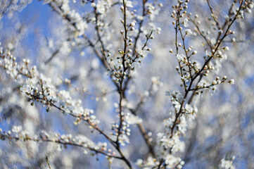Spring flowers on the tree with blue out of focus background