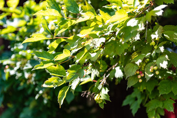 Berries on a branch. An orchard. Summer season. Harvest.