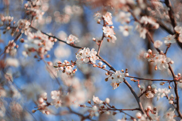 Flowering fruit tree with beautiful white flowers on the branches