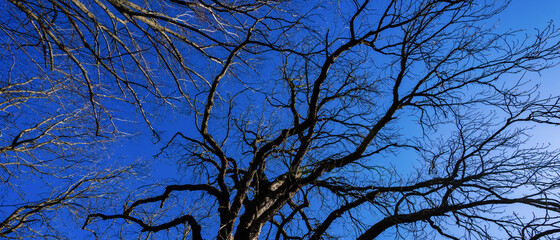 Branches of old oak trees, view from below, blue sky on background