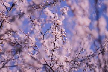 Flowering fruit tree with beautiful pink flowers on the branches
