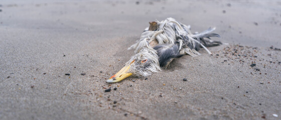 dead seagull on the seashore, close up, blurry background