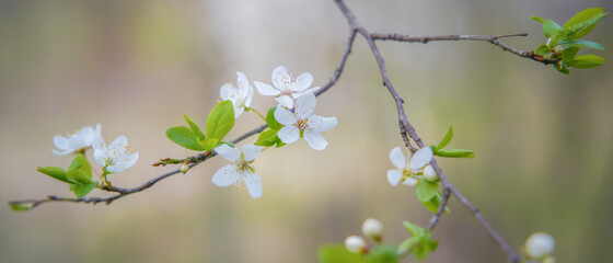 spring flowers on tree branches under the warm sun, soft focus blurry background
