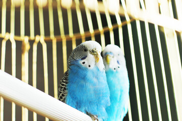 Budgerigars are blue. Two parrots in a cage. A pet. Parrot. Melopsittacus undulatus.