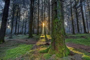 Frozen moss with sun rays in the Simonswald, in the Black Forest, Southwest Germany