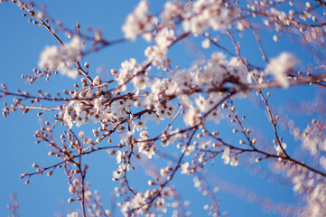 Flowering fruit tree with beautiful white flowers and blue sky on the branches