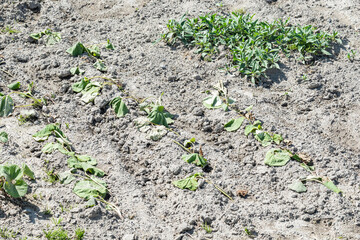 ふきの植え付け