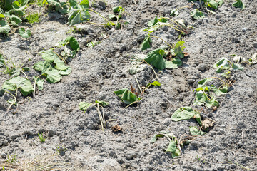 ふきの植え付け