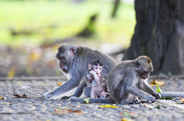 Brown monkey families with their babies eating and playing around in the forest