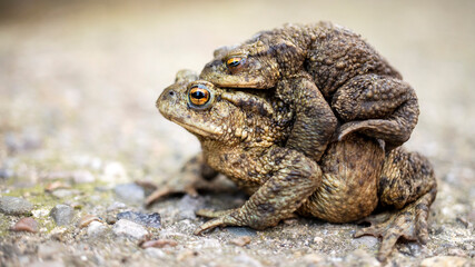 Toads mating in Spring time