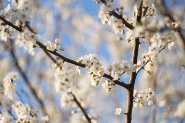 Beauty in nature of white spring cherry blossom in full bloom under clear blue sky.