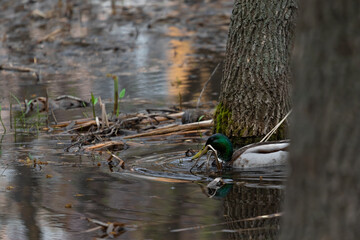 A wild bird duck species quacking a male spleen swims in a swamp formed after a flood of flooding between trees and grass in the wild in the evening under insufficient light. High quality photo