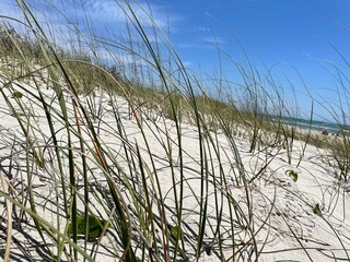 grass in the sand at beach