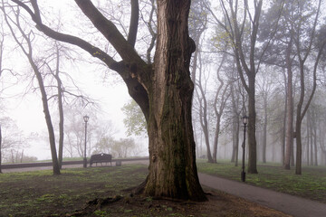 Fototapeta premium Palace of the Rumyantsevs and Paskevichs. Gomel palace and park ensemble in winter named after Lunacharsky. Gomel. Belarus. Spring in the Gomel park. Museum. Sights of Gomel.