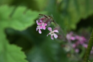 Small-flowered catchfly flowers. Caryophyllaceae annual grass.