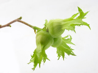 Three nuts of hazelnuts